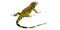 Iguana PNG