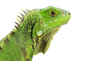 Iguana PNG