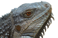 Iguana PNG