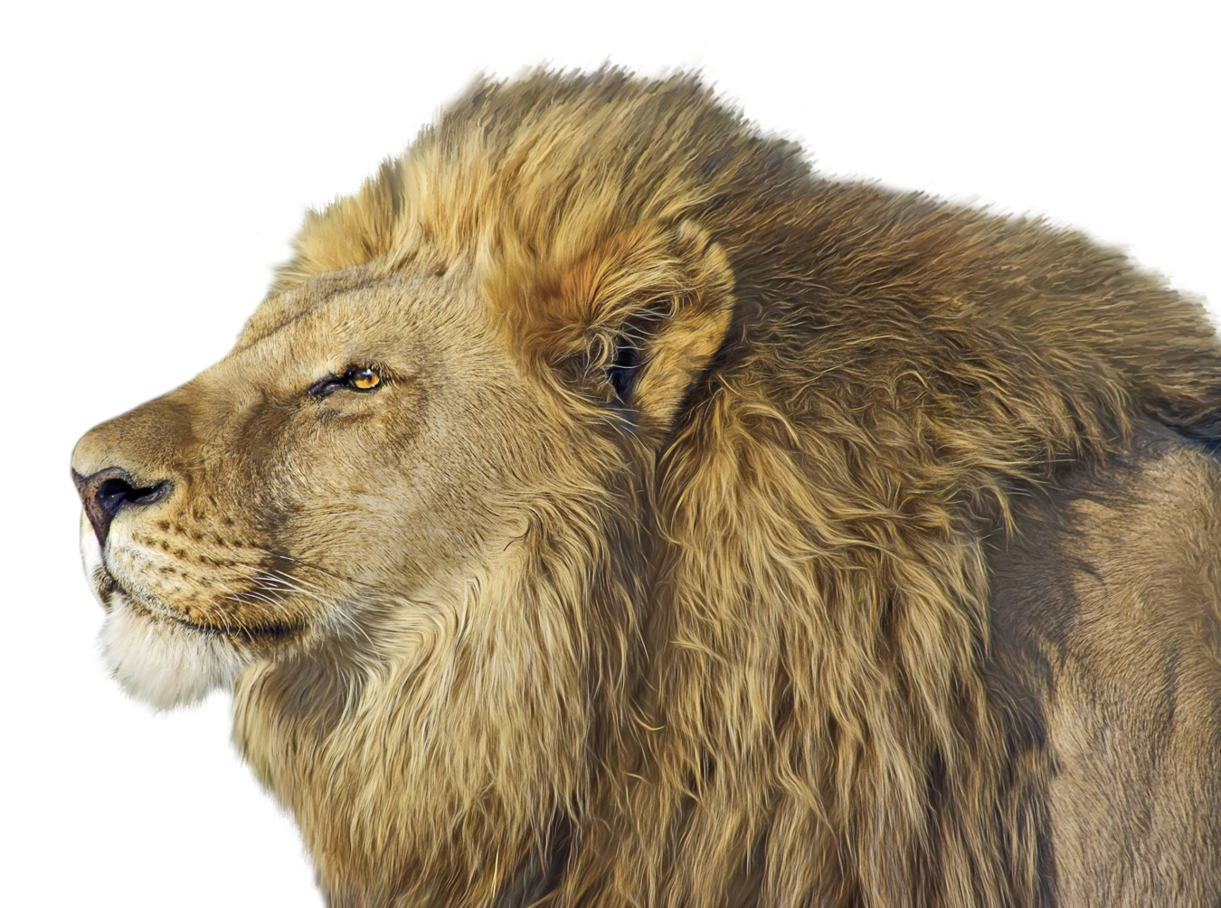 Lion PNG transparent image download, size: 1350x1004px