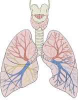 Lungs PNG