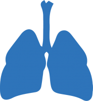 Lungs PNG