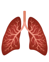 Lungs PNG