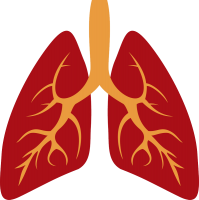 Lungs PNG