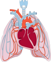 Lungs PNG