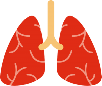 Lungs PNG