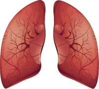 Lungs PNG