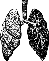 Lungs PNG