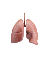 Lungs PNG