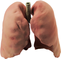 Lungs PNG