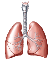 Lungs PNG