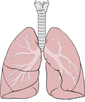 Lungs PNG