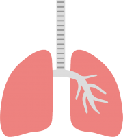 Lungs PNG