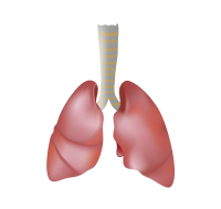 Lungs PNG