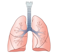 Lungs PNG