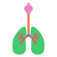 Lungs PNG