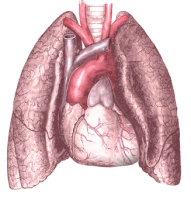 Lungs PNG