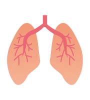 Lungs PNG