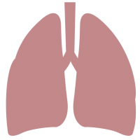 Lungs PNG