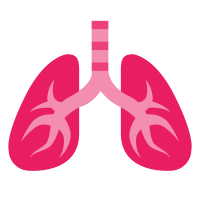 Lungs PNG