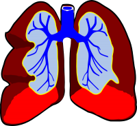 Lungs PNG