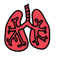 Lungs PNG