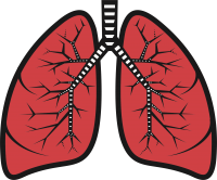 Lungs PNG