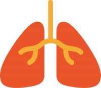 Lungs PNG