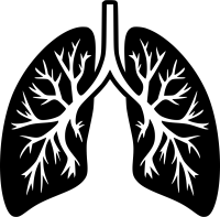 Lungs PNG