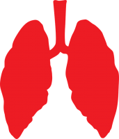 Lungs PNG