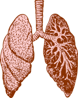 Lungs PNG