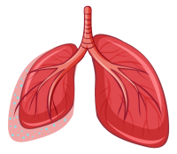 Lungs PNG