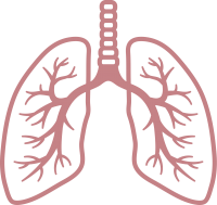 Lungs PNG