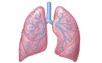 Lungs PNG