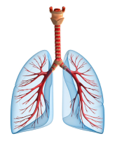 Lungs PNG