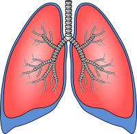 Lungs PNG