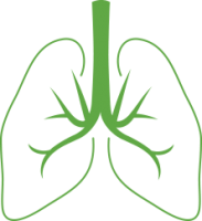 Lungs PNG