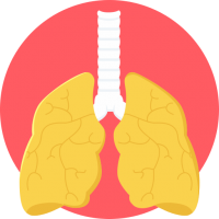 Lungs PNG