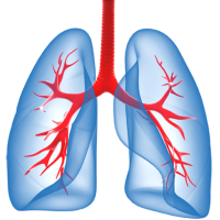 Lungs PNG