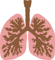 Lungs PNG