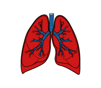 Lungs PNG