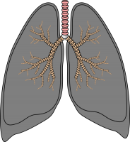 Lungs PNG