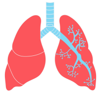 Lungs PNG