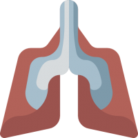 Lungs PNG