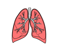 Lungs PNG