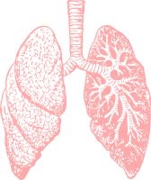 Lungs PNG