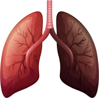 Lungs PNG