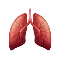 Lungs PNG