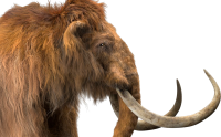 Mammoth PNG