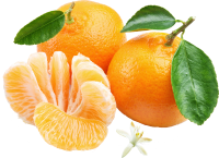 Mandarin PNG